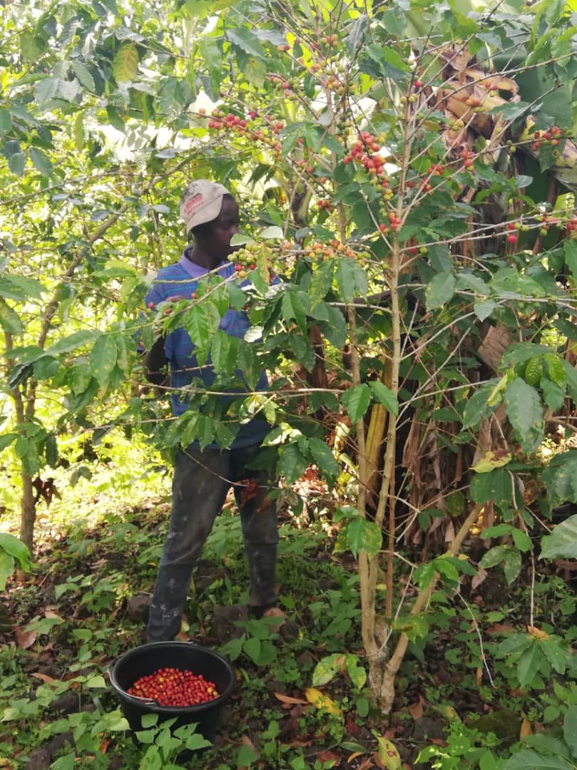 Cerises de café CATKivu
