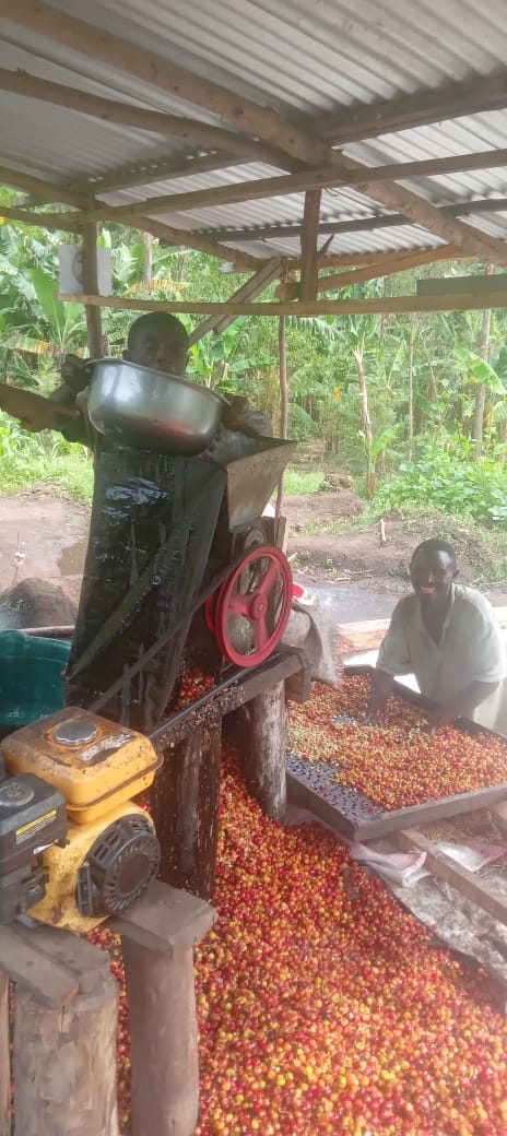 Certification café CATKivu