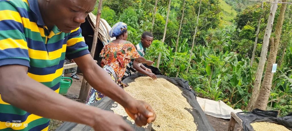 Production du café