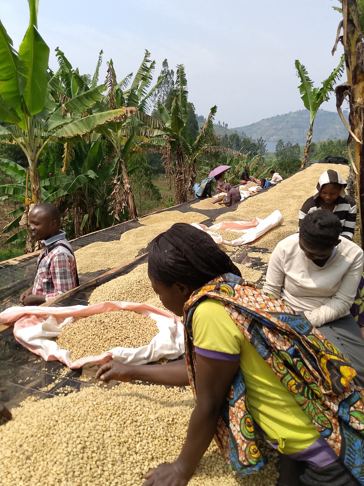 Triage et séchage du café sur les claies, l'une des étapes clés de la qualité récompensée à Best of Congo 2026